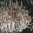 Plancia ëd <i>Cladonia squamosa</i> Hoffmann