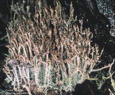 Image of <i>Cladonia squamosa</i> Hoffmann