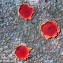 Image of Chroodiscus coccineus (Leight.) Müll. Arg.