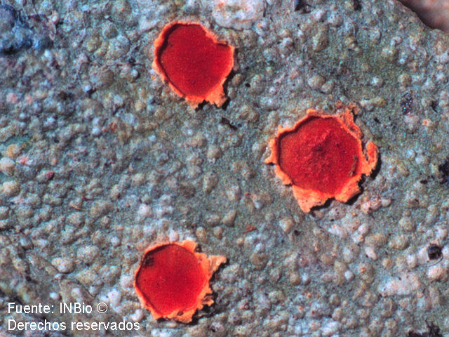 Image of Chroodiscus coccineus (Leight.) Müll. Arg.
