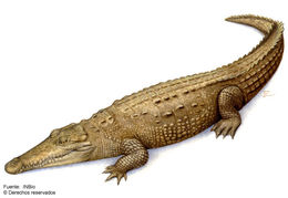 Imagem de Crocodylus