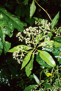 Image of Critonia daleoides DC.