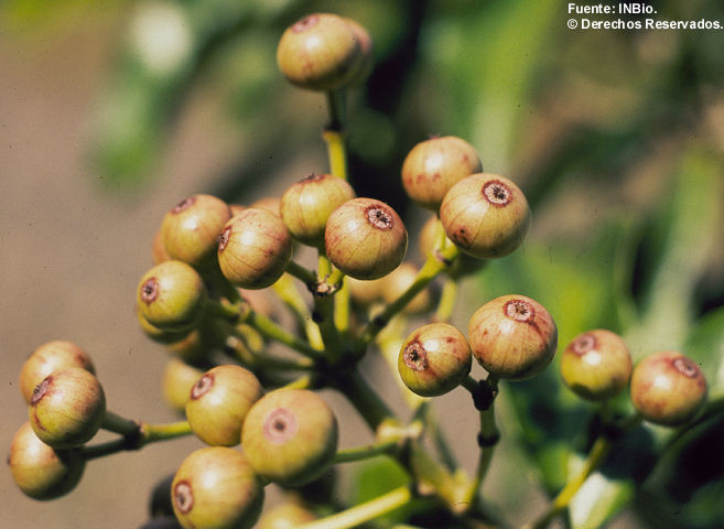 Dendropanax arboreus (rights holder: Instituto Nacional de Biodiversidad - INBio, Costa Rica.)