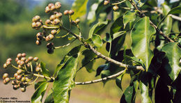 Image of dendropanax