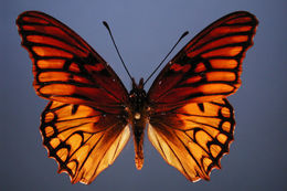 Image of Mexican Silverspot