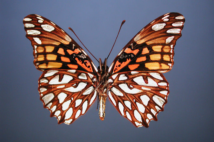 Image of Mexican Silverspot