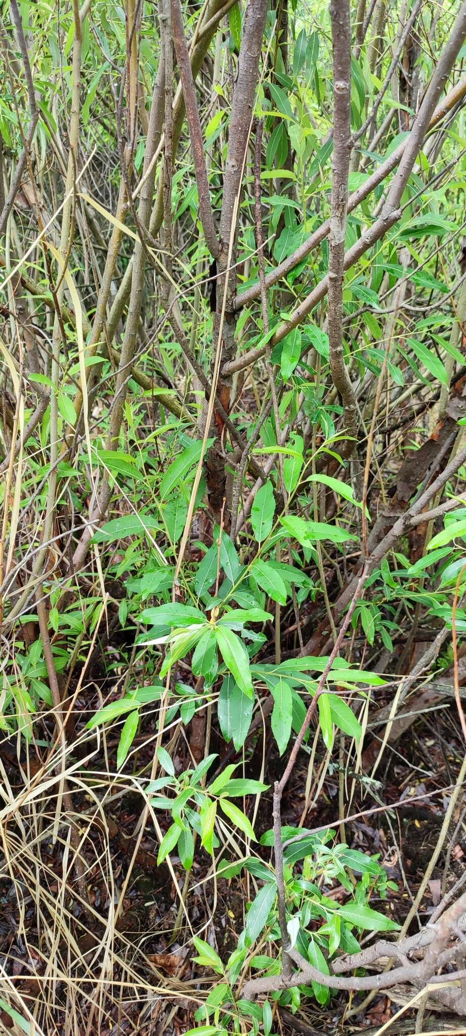 Imagem de Salix triandra L.