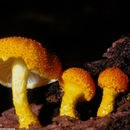 Image of Golden-scruffy Collybia