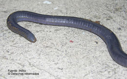 Image of Dermophis costaricense Taylor 1955