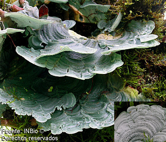 Image of dictyonema lichen