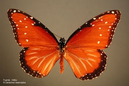 صورة <i>Danaus gilippus thersippus</i> Bates 1863