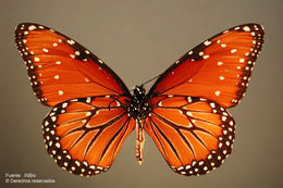 صورة <i>Danaus gilippus thersippus</i> Bates 1863