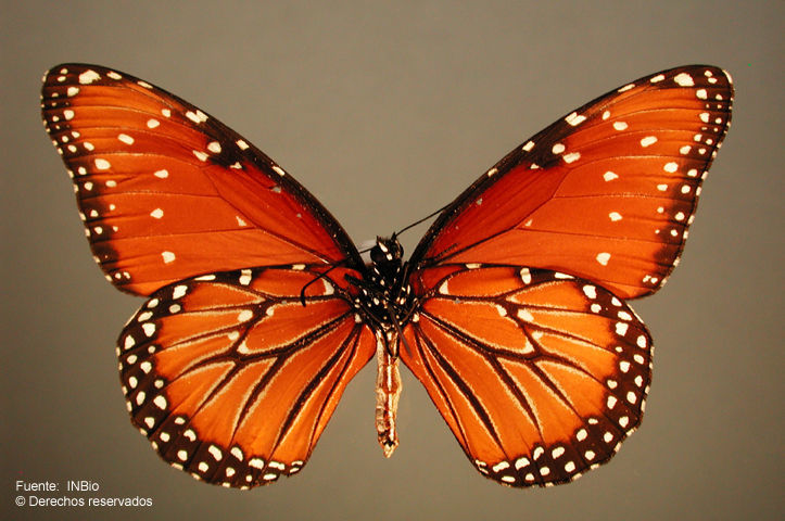 صورة <i>Danaus gilippus thersippus</i> Bates 1863