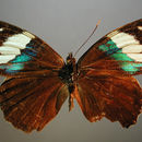 Image of <i>Eunica alpais excelsa</i> Godman