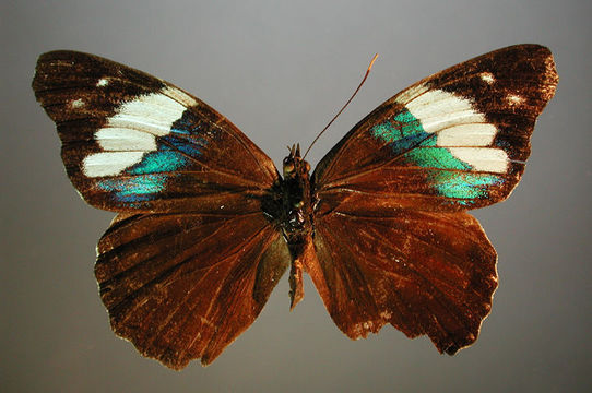 Image of <i>Eunica alpais excelsa</i> Godman