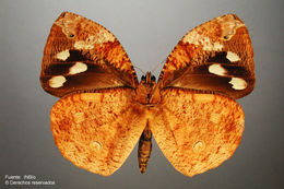 Image of Daring Owl-Butterfly