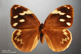 Image of Daring Owl-Butterfly