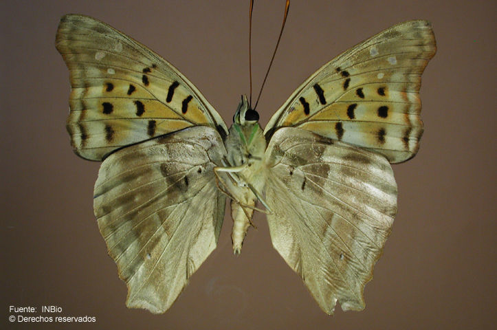 Imagem de Doxocopa cherubina Felder 1866