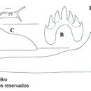 Image of Eubranchus leopoldoi Caballer, Ortea & Espinosa 2001