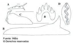 Image of Eubranchus leopoldoi Caballer, Ortea & Espinosa 2001