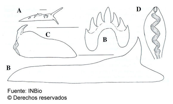 Image of Eubranchus leopoldoi Caballer, Ortea & Espinosa 2001