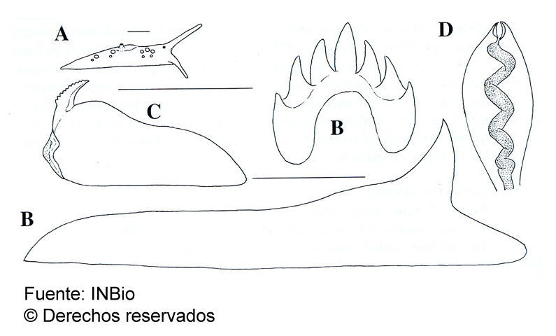 Image de Eubranchus leopoldoi Caballer, Ortea & Espinosa 2001
