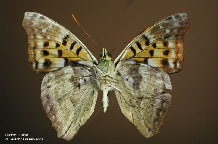 Imagem de Doxocopa cyane Latreille 1833