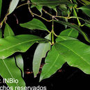 Image of Garcinia intermedia (Pittier) B. Hammel