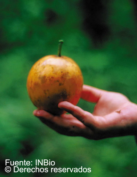 Image of Garcinia gardneriana (Planch. & Triana) D. C. Zappi