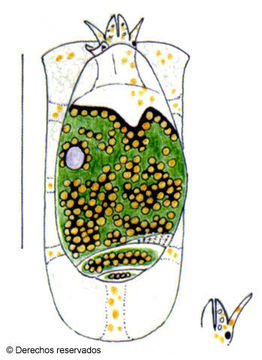 Image of Gibberula bribri Espinosa & Ortea 2000