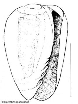 Image of Gibberula bribri Espinosa & Ortea 2000