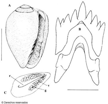 Image of Gibberula marioi Espinosa & Ortea 2000