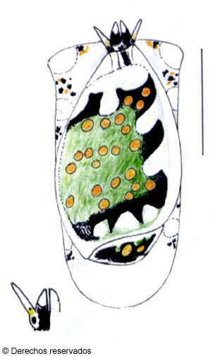 Imagem de Gibberula sierrai Espinosa & Ortea 2000