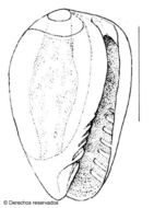 Imagem de Gibberula sierrai Espinosa & Ortea 2000