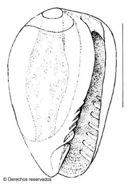 Imagem de Gibberula sierrai Espinosa & Ortea 2000