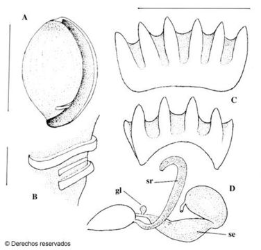 Image of <i>Furcilla tica</i> Espinosa