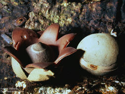 Image of Geastrum javanicum Lév. 1846