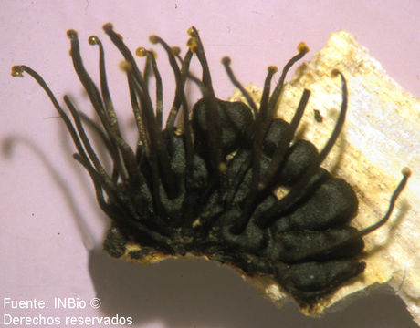 Image of <i>Fluviostroma wrightii</i> Samuels & Muller