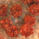 Image of <i>Haematonectria haematococca</i> (Berk. & Broome) Samuels & Nirenberg
