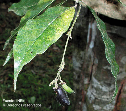 Image of Pigeon-Berry