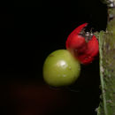 Image of Heisteria acuminata (Humboldt & Bonpland) Engler