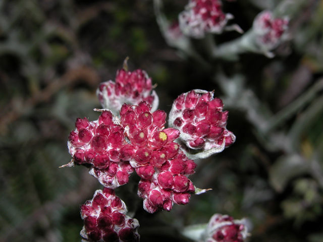 Image of <i>Gnaphalium roseum</i> Kunth