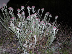 Image of <i>Gnaphalium roseum</i> Kunth