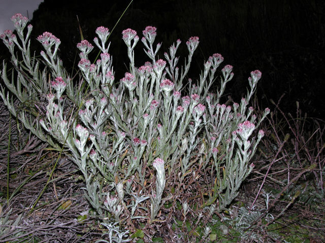 Plancia ëd <i>Gnaphalium roseum</i> Kunth