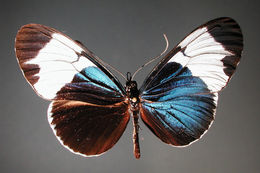 Image of Heliconius sapho leuce Doubleday (1847)