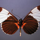 Image of Heliconius sapho leuce Doubleday (1847)