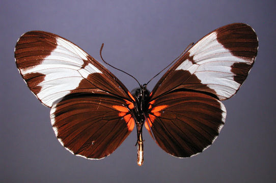 Image of Heliconius sapho leuce Doubleday (1847)