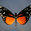 Imagem de Heliconius hecalesia formosus Bates 1863