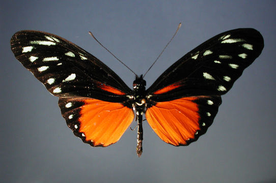 Image of Heliconius hecalesia formosus Bates 1863