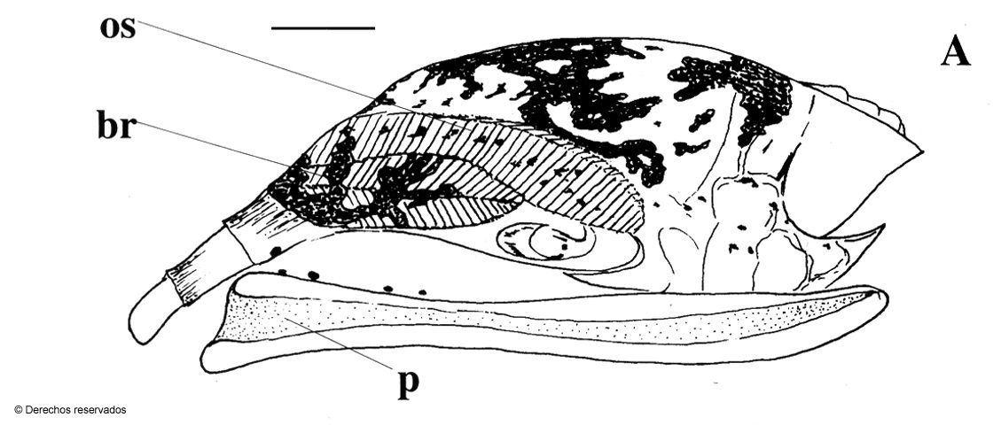 Image of Hyalina chicoi Espinosa & Ortea 1999